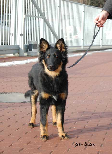 Dog Photo