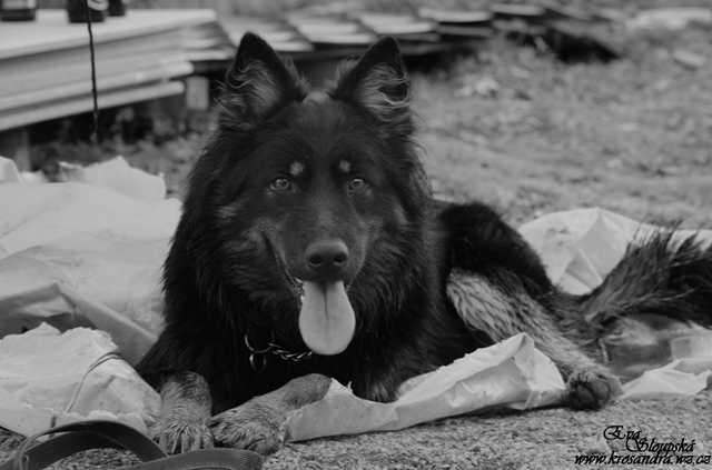 Dog Photo