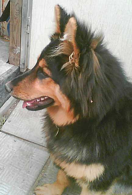 Dog Photo