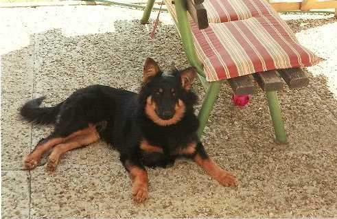 Dog Photo