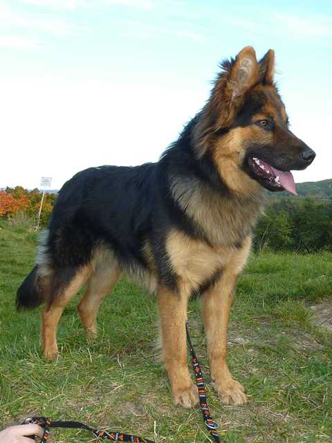 Dog Photo