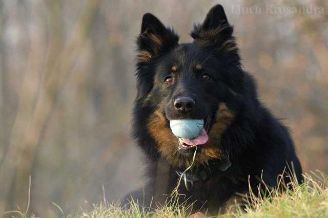 Dog Photo