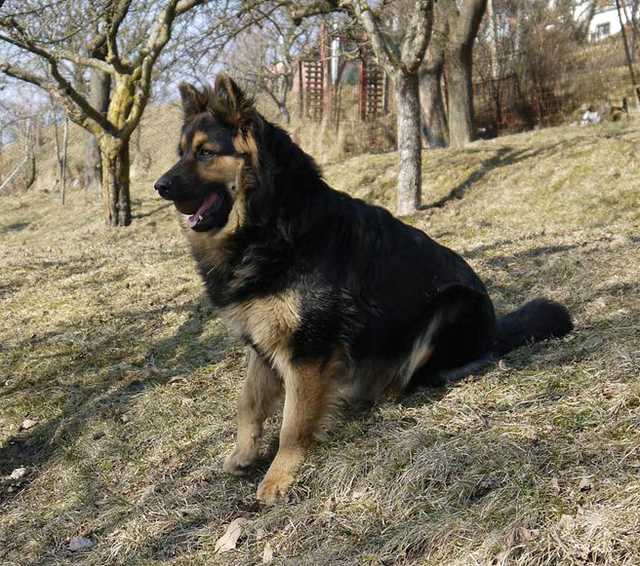 Dog Photo