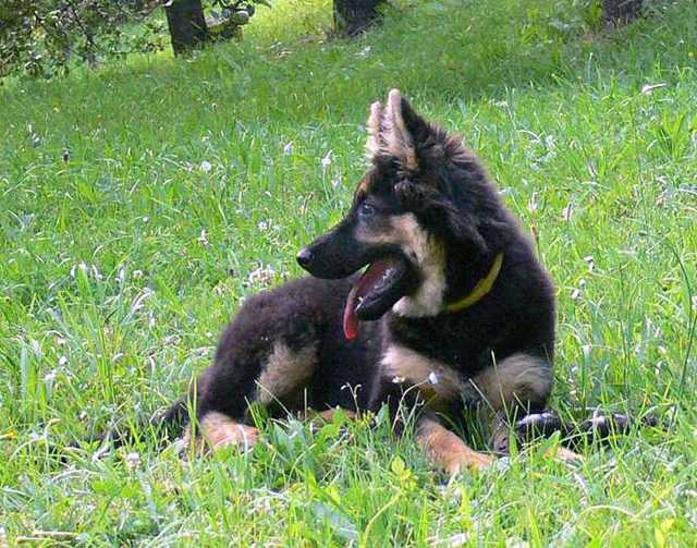 Dog Photo