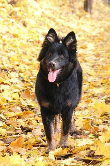 Dog Photo