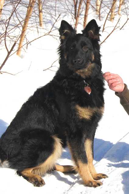 Dog Photo
