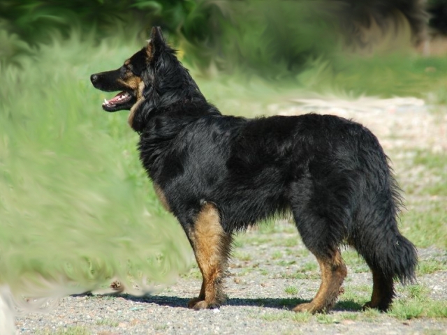 Dog Photo