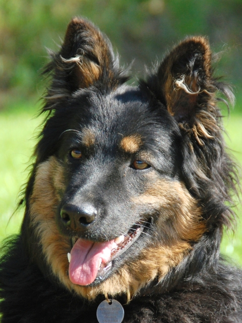 Dog Photo