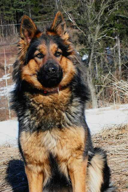Dog Photo