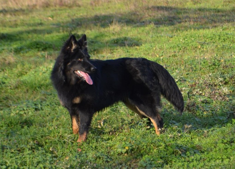 Dog Photo