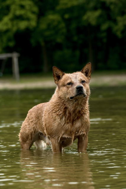 Dog Photo