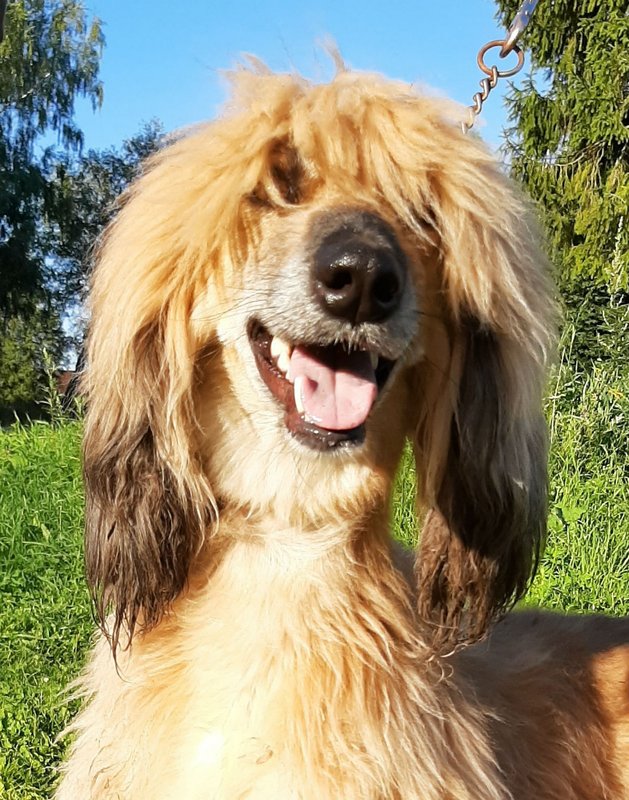 Dog Photo