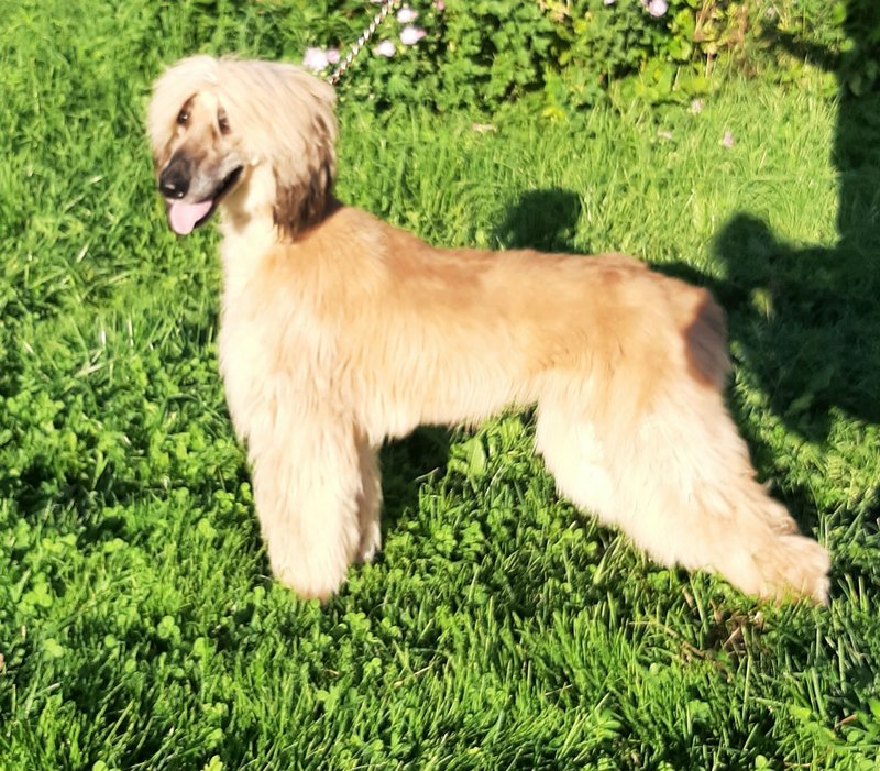 Dog Photo