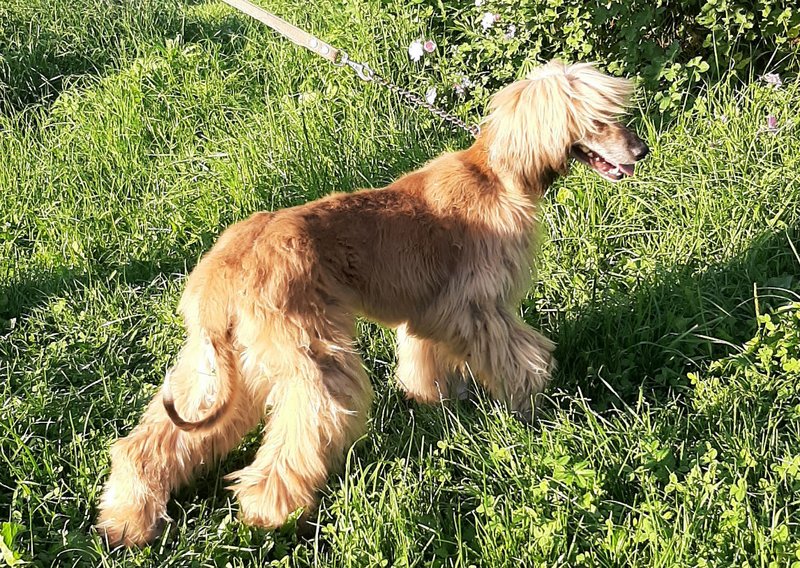 Dog Photo