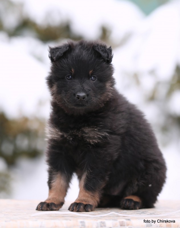 Dog Photo