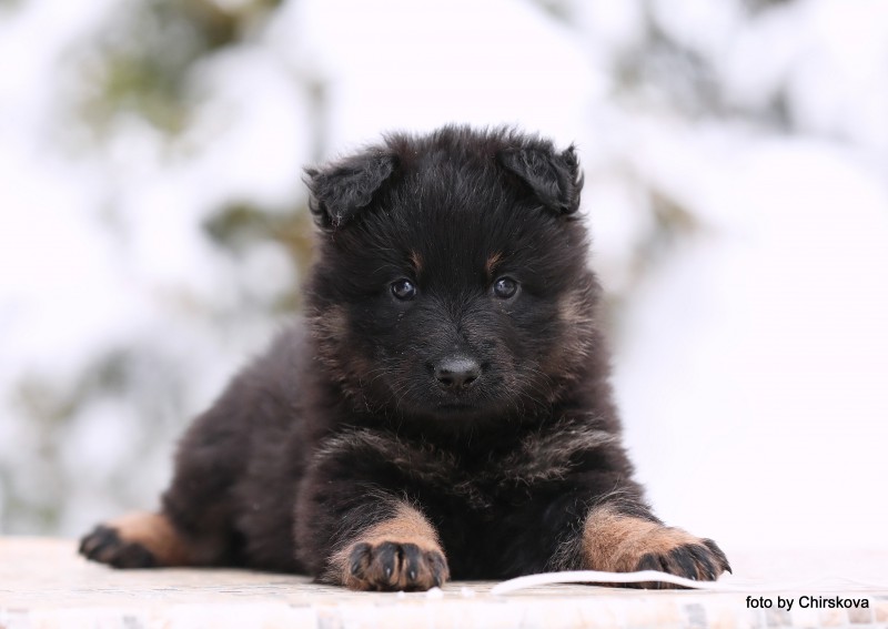 Dog Photo