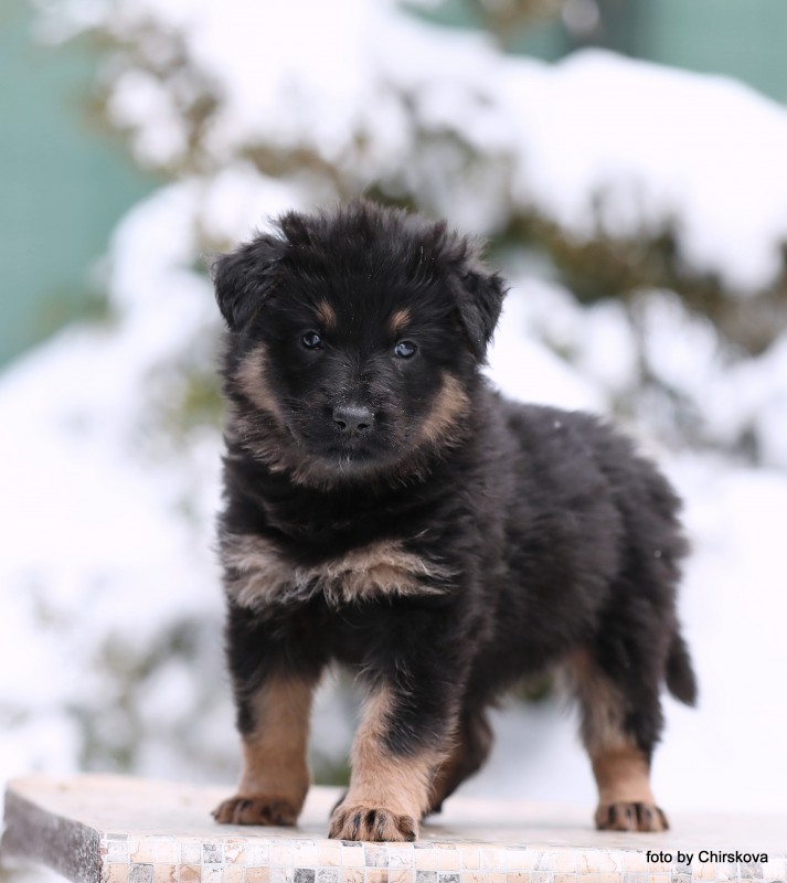 Dog Photo