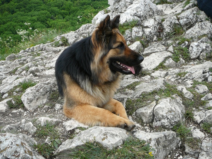 Dog Photo