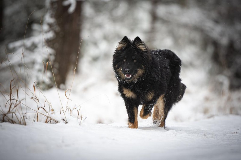 Dog Photo