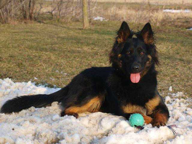 Dog Photo