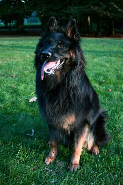 Dog Photo