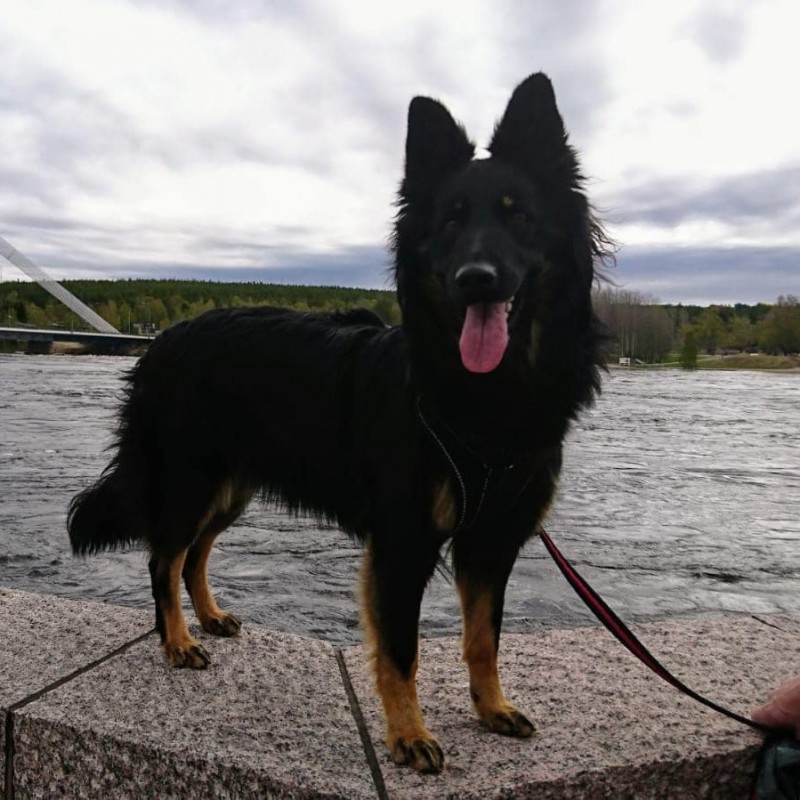 Dog Photo