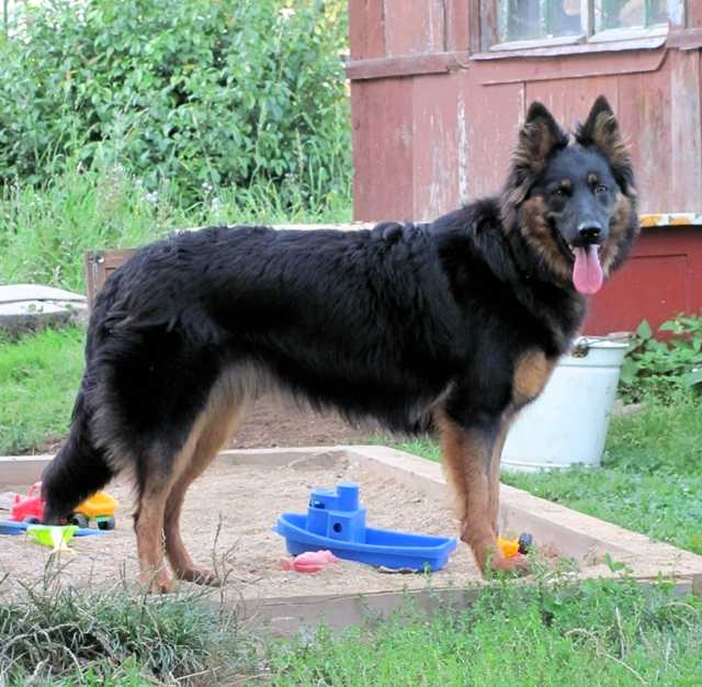 Dog Photo