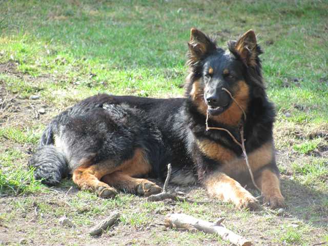 Dog Photo