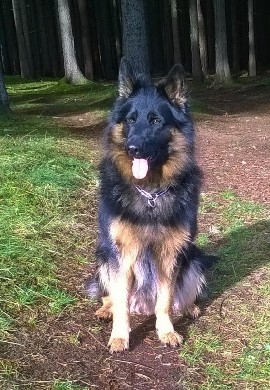 Dog Photo
