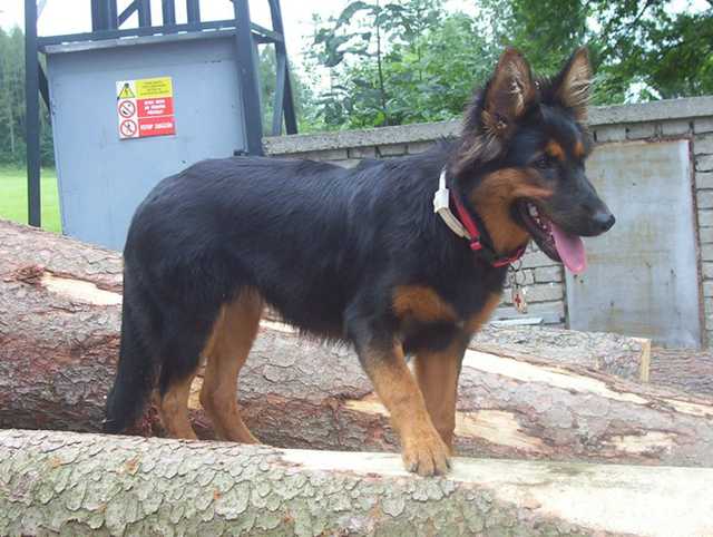 Dog Photo