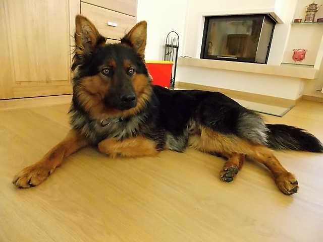 Dog Photo