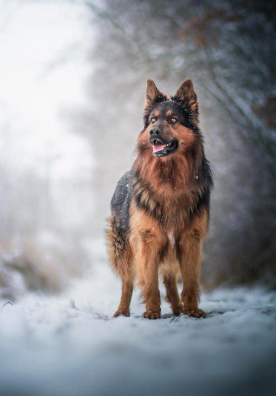 Dog Photo