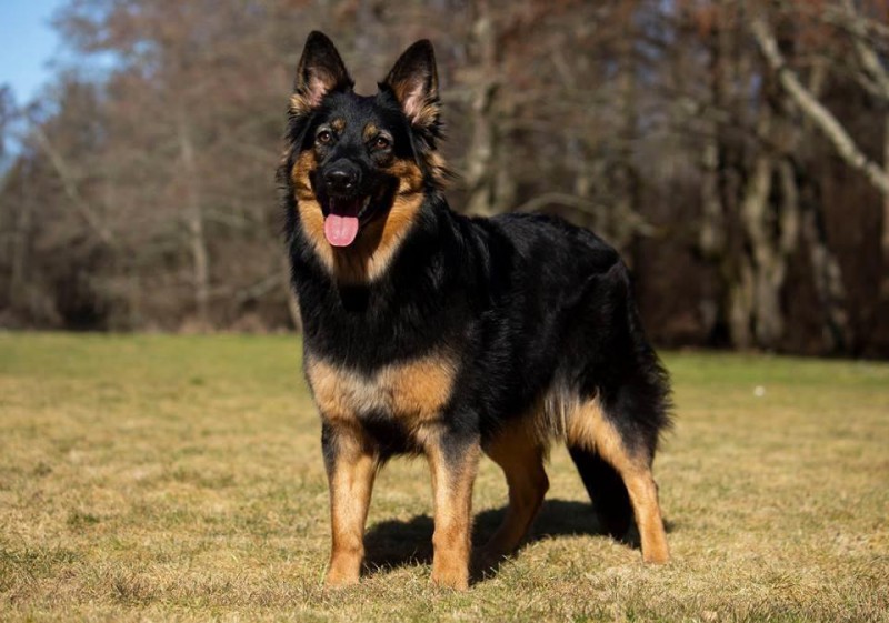 Dog Photo