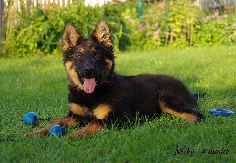 Dog Photo