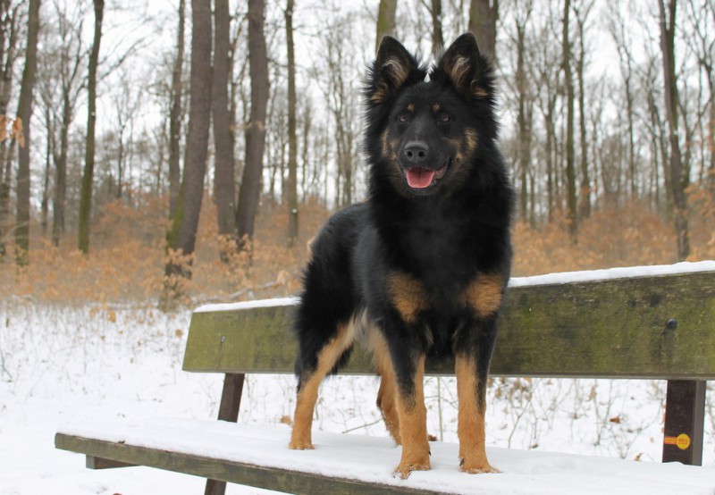 Dog Photo