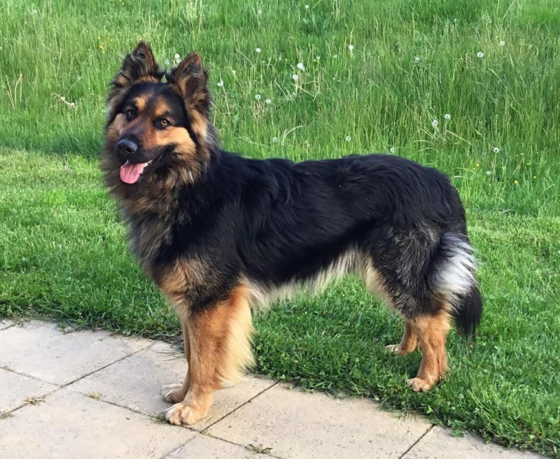 Dog Photo