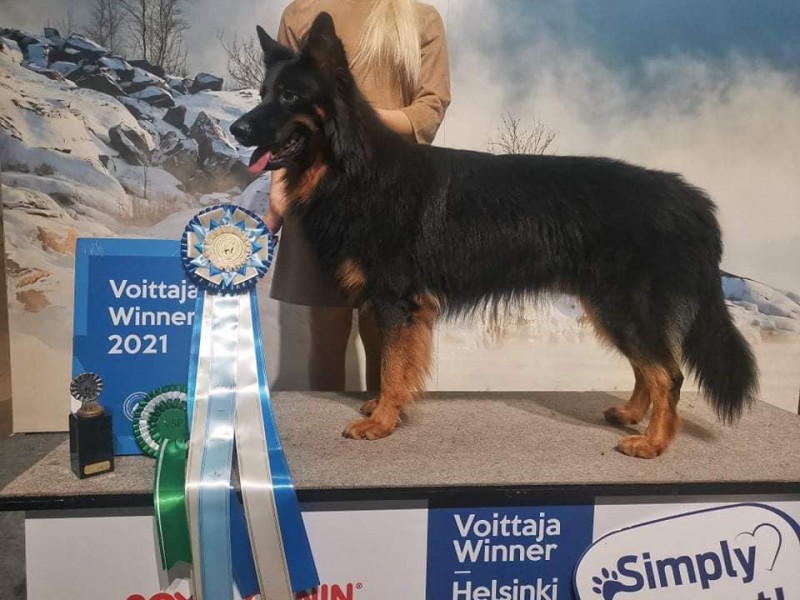 Dog Photo
