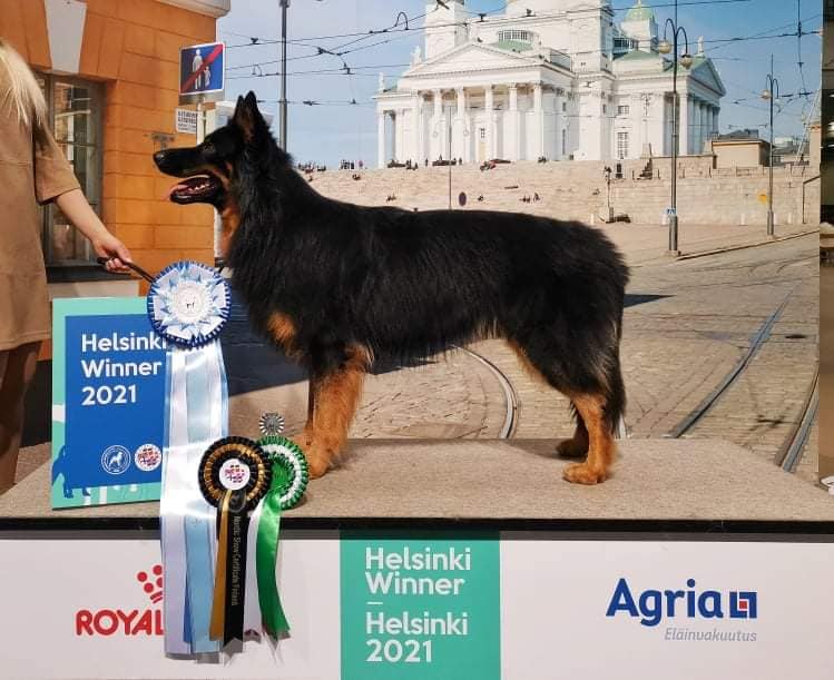 Dog Photo