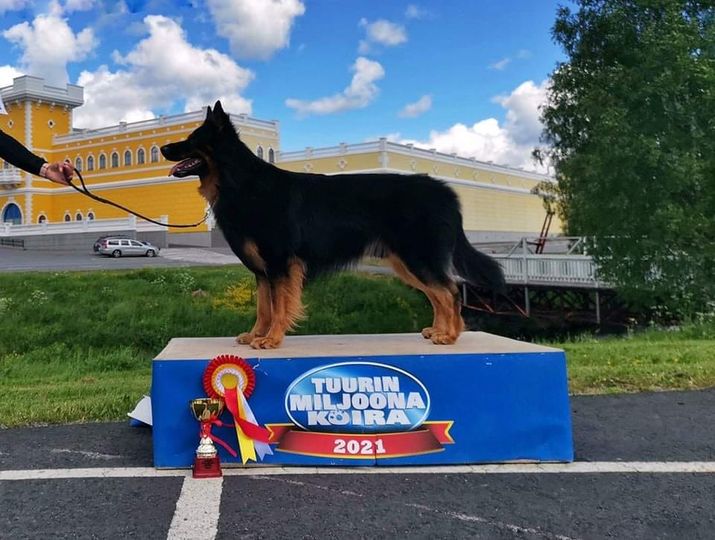 Dog Photo