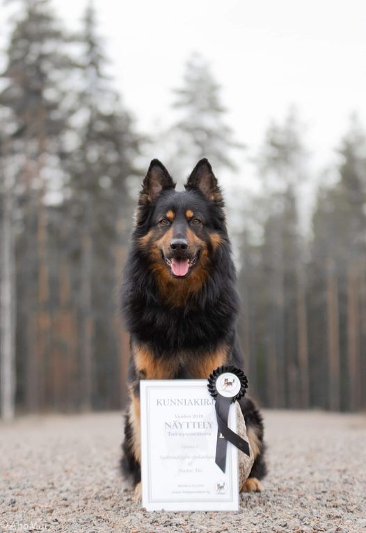 Dog Photo