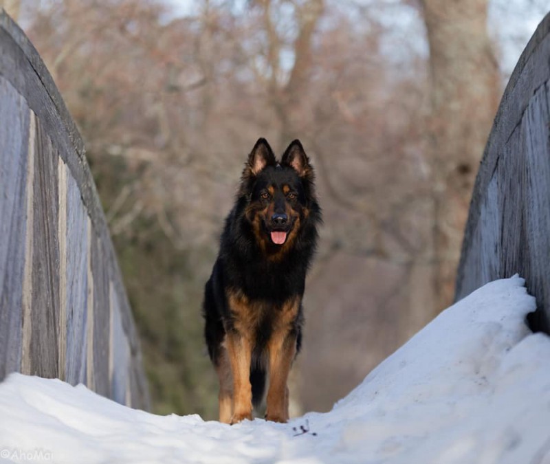 Dog Photo