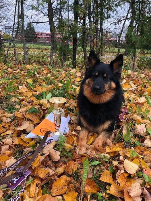 Dog Photo