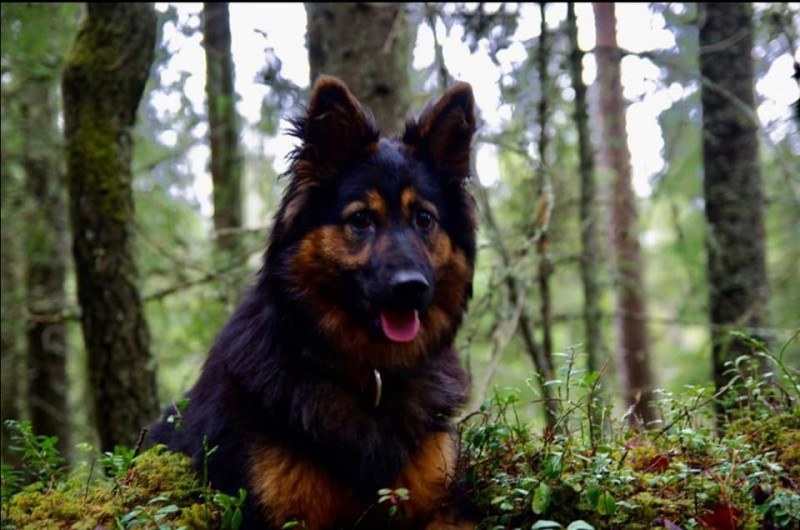 Dog Photo