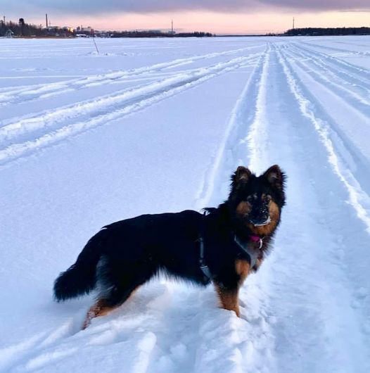 Dog Photo