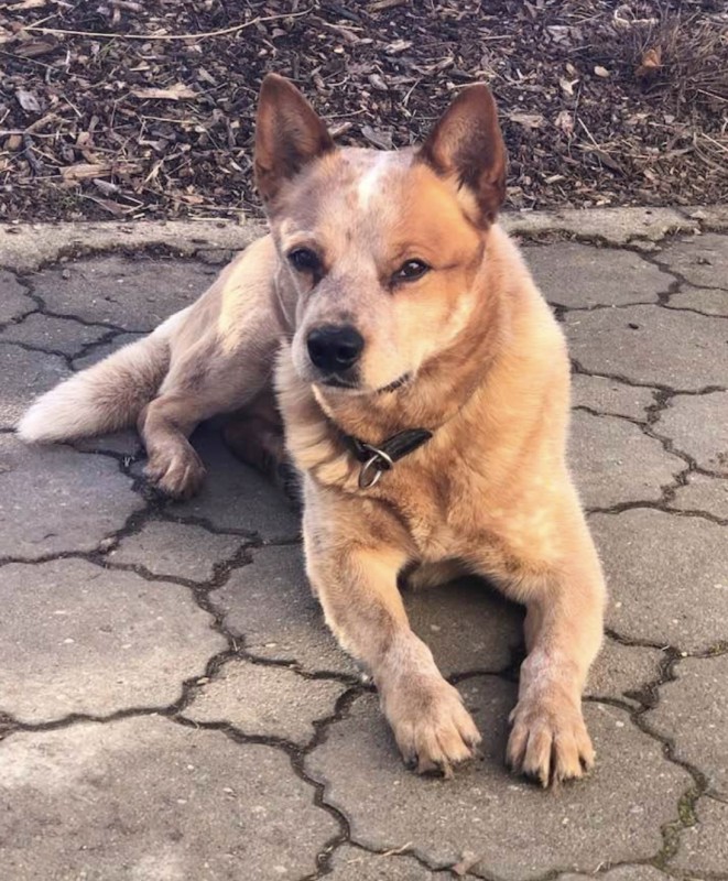 Dog Photo