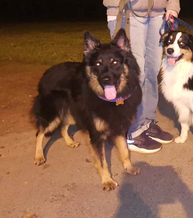 Dog Photo