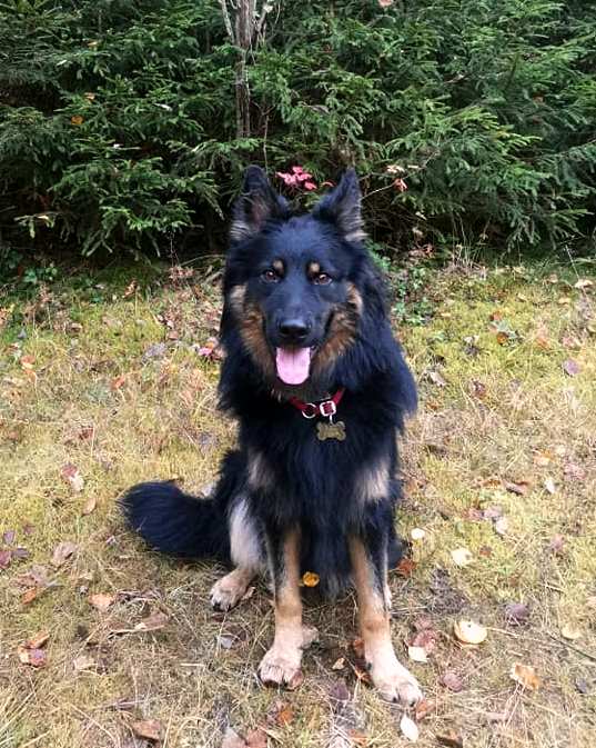 Dog Photo
