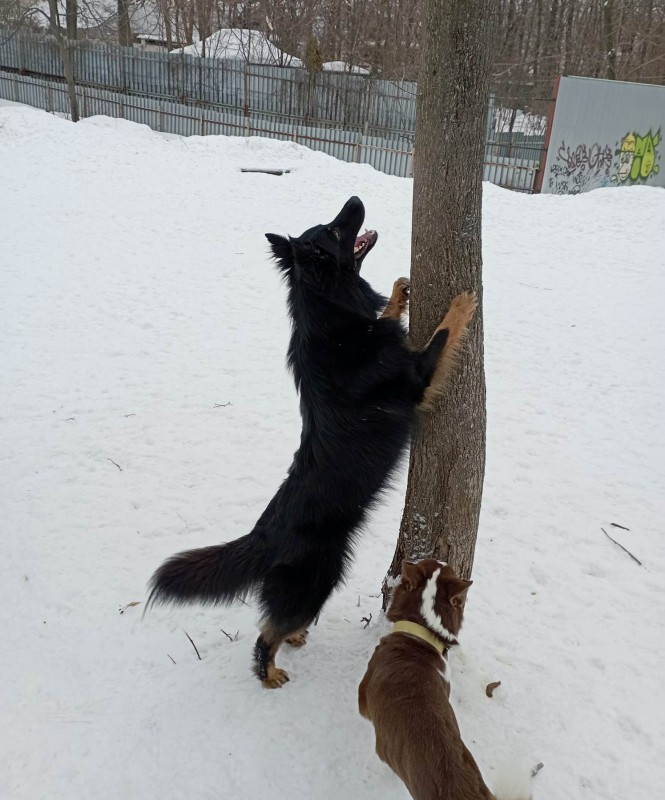 Dog Photo
