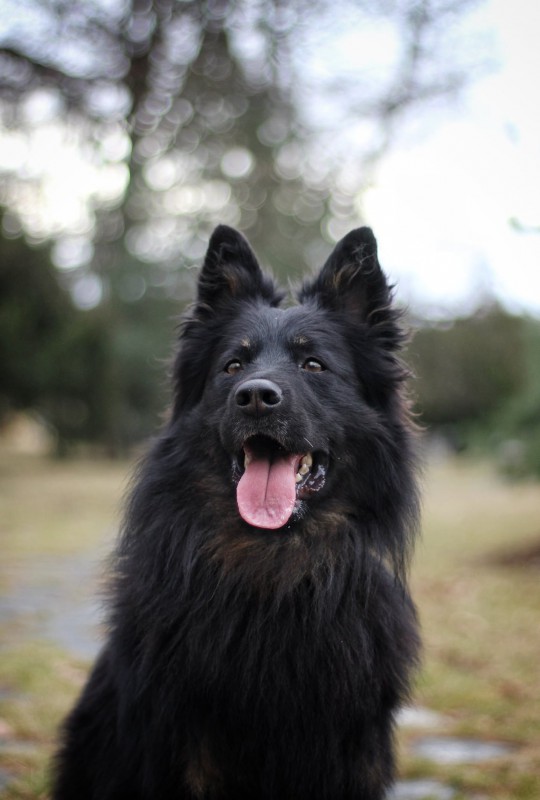 Dog Photo