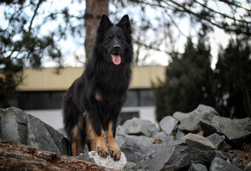 Dog Photo